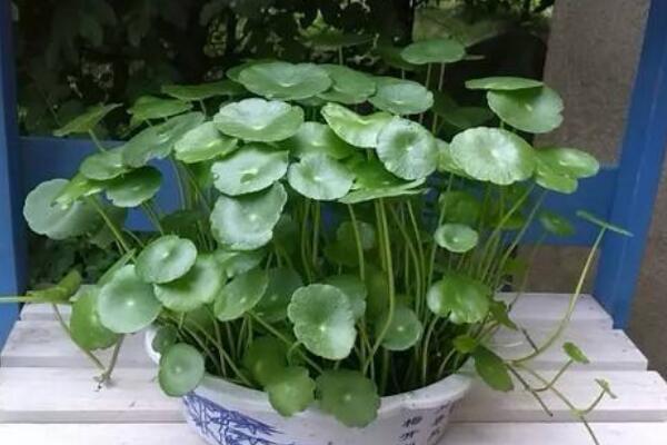 銅錢(qián)草的葉子邊緣焦了