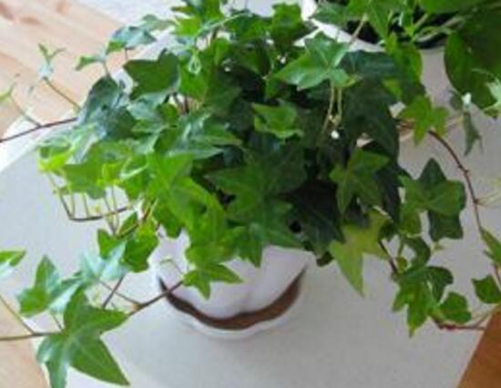 常春藤葉子發(fā)黃的原因有三，讓它重新恢復(fù)生機(jī)
