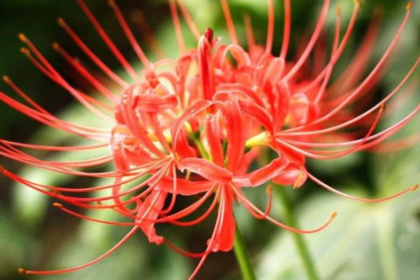 彼岸花花期澆水注意事項(xiàng)