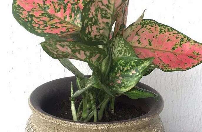 彩葉萬年青有毒嗎，汁液和莖部組織液有毒