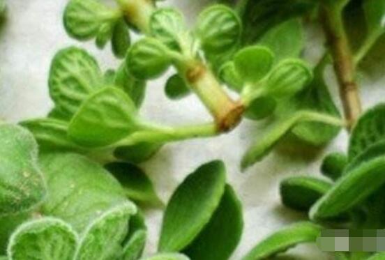 碰碰香的繁殖與養(yǎng)護，扦插繁殖存活率最高/肥水光照充足