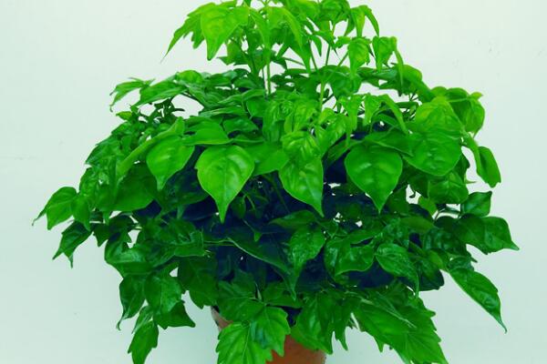 平安樹(shù)擺放風(fēng)水，放在客廳或者陽(yáng)臺(tái)比較好