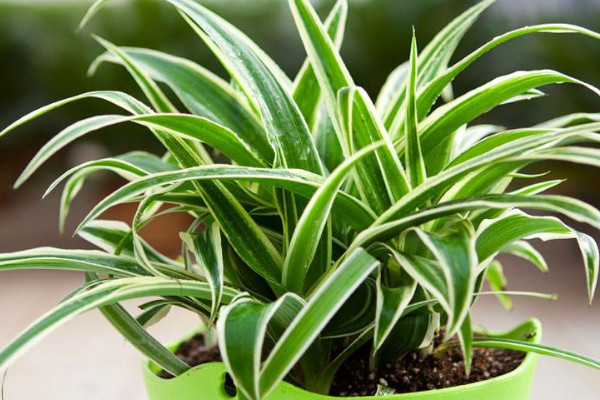 金邊吊蘭夏天怎么養(yǎng)