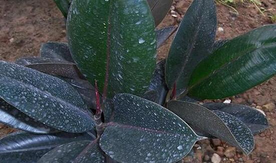 橡皮樹的扦插方法，做好四大步驟成活率百分百