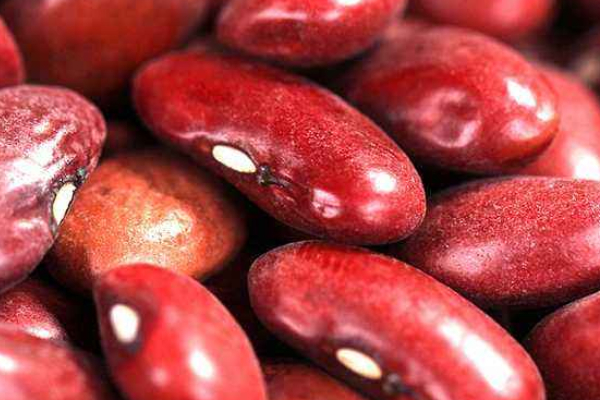 紅蕓豆種植時(shí)間和技術(shù)