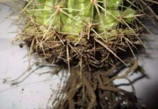 仙人掌爛根原因，仙人掌爛根怎么辦/重新栽培