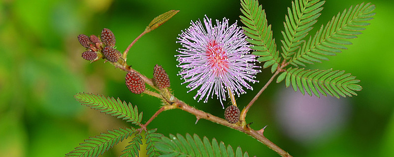 為什么含羞草的葉子一碰就會(huì)合攏