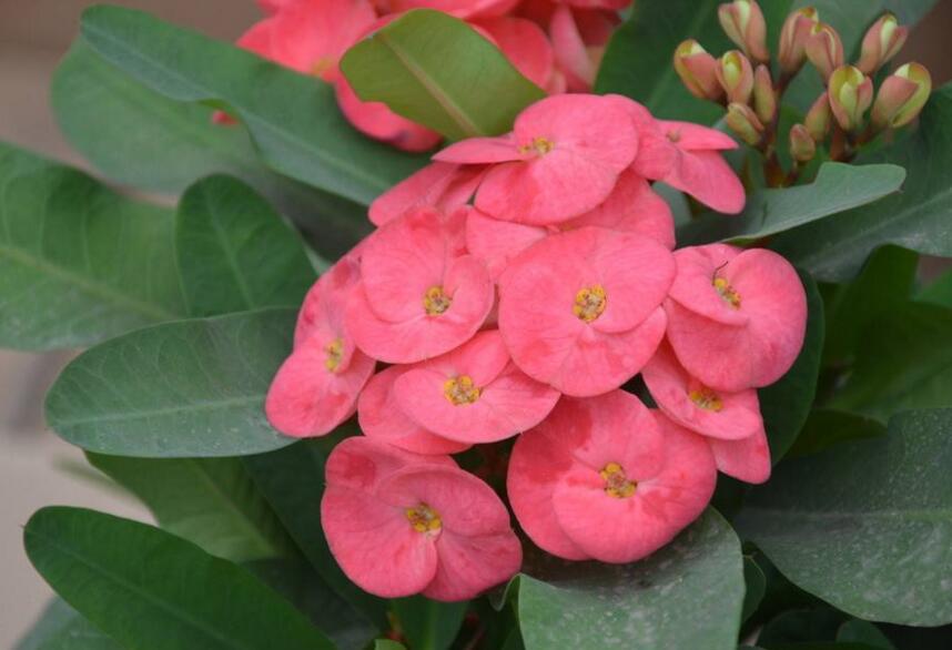 虎刺梅花期，養(yǎng)的好一年四季都可以開(kāi)花