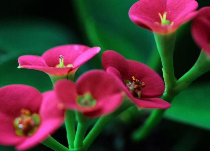 盆栽虎刺梅的養(yǎng)殖方法，施肥澆水頭頭要顧到