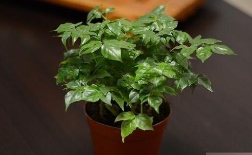 幸福樹的養(yǎng)護(hù)，栽種土壤和水份的施加都要注意