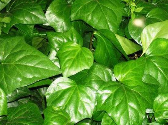 常春藤和常青藤一樣嗎，教你三種區(qū)別方法(形態(tài)/生長(zhǎng)環(huán)境/作用)