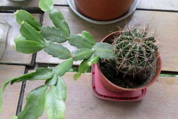 仙人球怎么扦插繁殖，4步即可完成仙人球的扦插