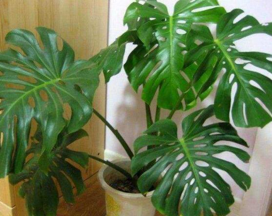 龜背竹用深盆還是淺盆，透氣性強深盆為主(陶盆/紫砂盆/泥瓦盆)