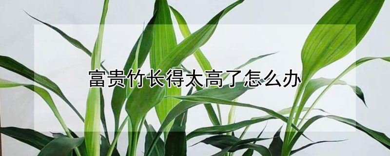 富貴竹長(zhǎng)得太高了怎么辦
