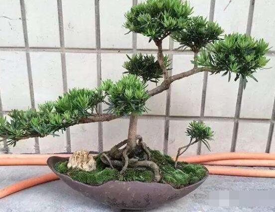 羅漢松盆景施肥，做好以有機液肥、稀薄的餅肥水為主