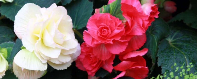 球根海棠出苗后咋養(yǎng)護