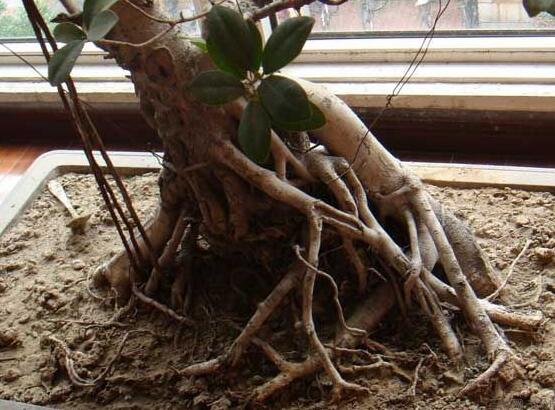 榕樹的品種，盤點(diǎn)榕樹八大品種