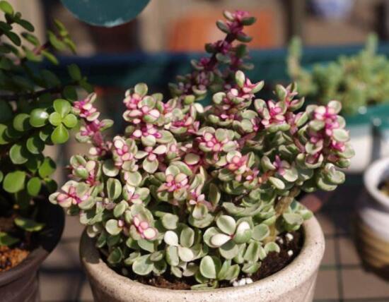 雅樂之舞如何變粉，五個(gè)小妙招教你變得粉紅