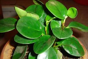 碧玉施什么肥好，碧玉的施肥方法