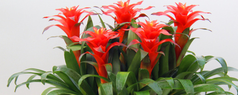 鴻運(yùn)當(dāng)頭的花干了怎么辦