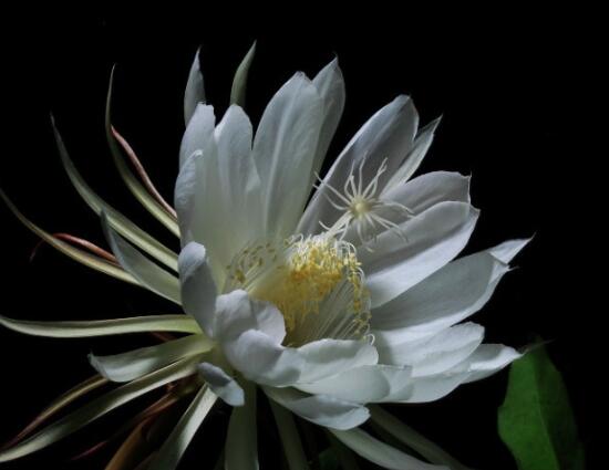 曇花怎么修剪，以輕剪與中剪為主(忌重剪)