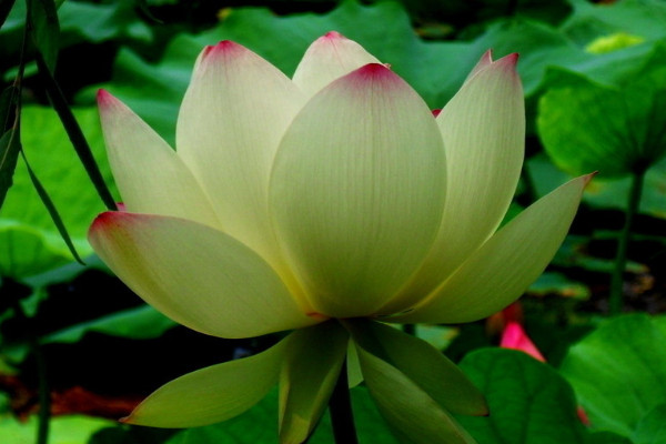 水培荷花的養(yǎng)殖方法和注意事項(xiàng)