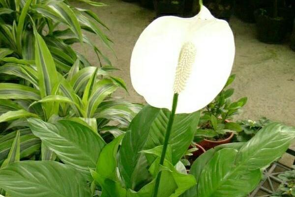 一帆風(fēng)順花有毒嗎，室內(nèi)養(yǎng)殖要注意（花沒毒汁液有毒）