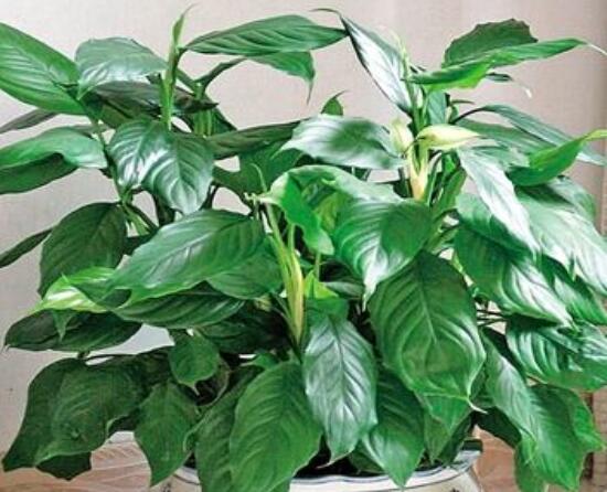 萬年青開花代表什么，富貴吉祥,健康長壽