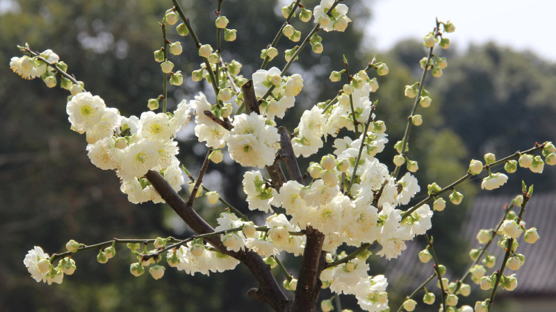 梅花可以放在室內(nèi)嗎