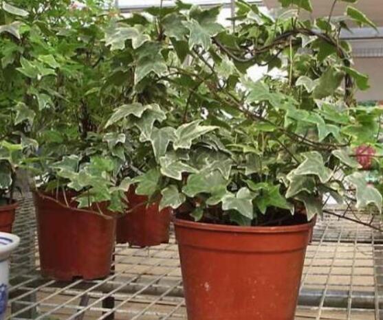 怎樣讓常春藤長得快，教你六個要點生長枝繁葉茂