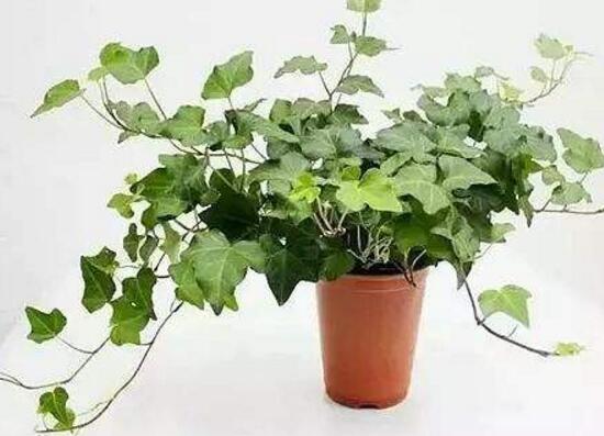 常春藤怎么繁殖，常春藤的扦插方法