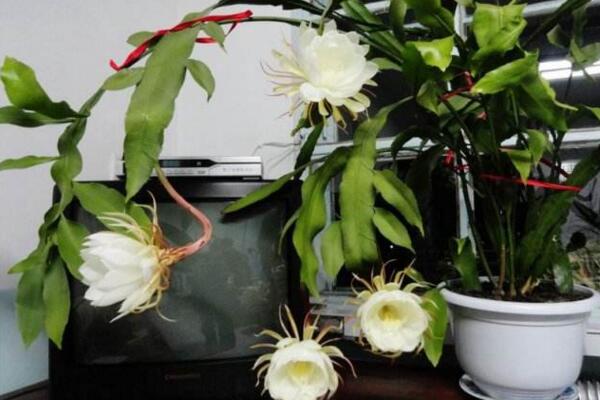 曇花什么時候開花，每年的6-10月開花（花期十分短暫）