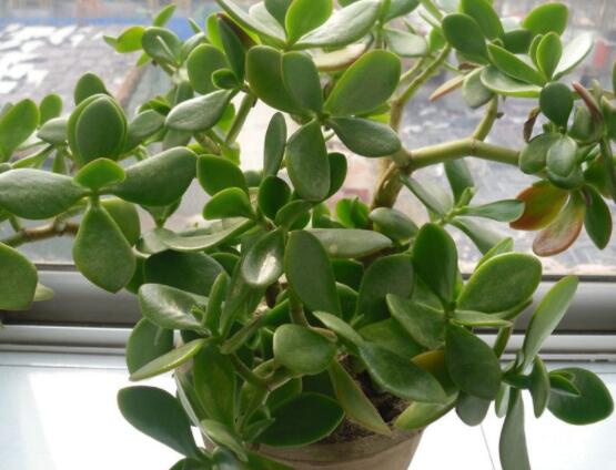 玉樹如何施肥，做到薄肥勤施原則(春夏秋冬)