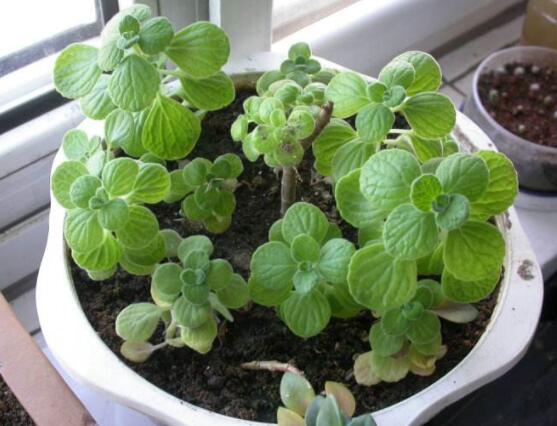 碰碰香木質(zhì)化怎么辦，只需要立馬重新進(jìn)行扦插繁殖