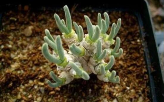 碧光環(huán)怎么種，保持盆土微濕潤/秋季種植存活率高