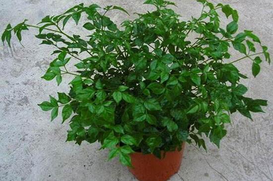 幸福樹開花什么預(yù)兆、寓意著家庭和睦，幸?？鞓?吉兆)