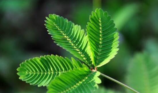 含羞草怎么養(yǎng)護，老農總結五點最實用方法