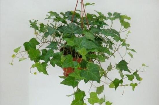 常春藤掉葉子怎么辦，四種原因以及解決辦法