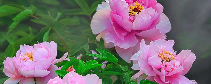 牡丹的花語(yǔ)