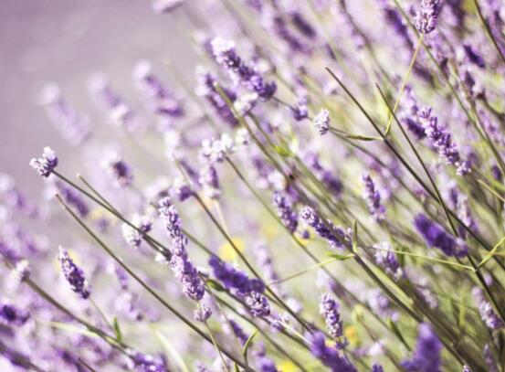 薰衣草精油的功效與用法，美容養(yǎng)顏、舒緩心情
