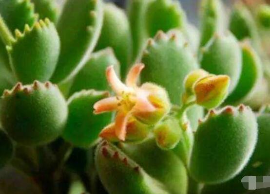 熊童子徒長怎么辦，做好四個要點(diǎn)生長健壯飽滿