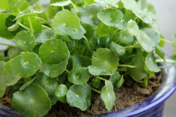 土培銅錢草的養(yǎng)殖方法和注意事項