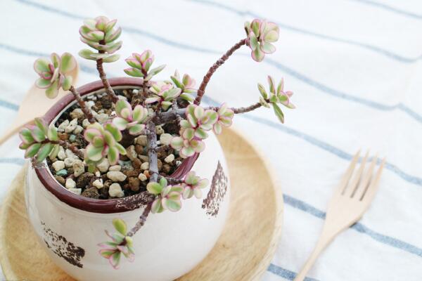 雅樂之舞怎么修枝，建議在春秋季節(jié)進行修剪