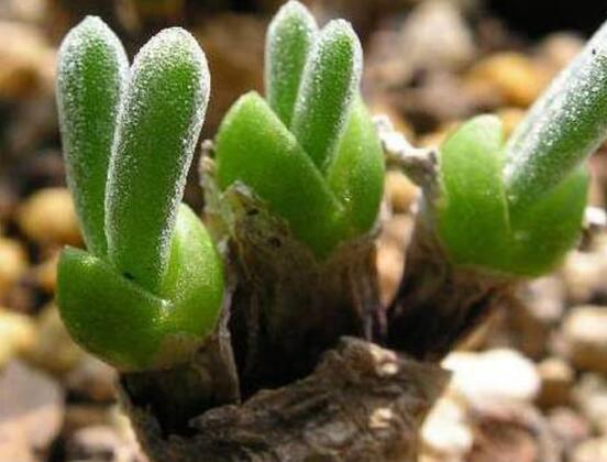 碧光環(huán)多肉怎么養(yǎng)，注意土壤透氣性、控水控溫度