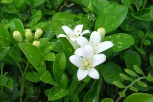 九里香葉子為什么發(fā)黃，九里香葉子發(fā)黃怎么辦