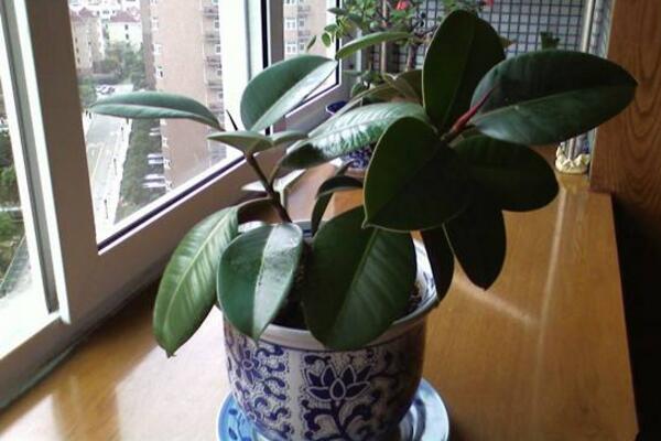 家里養(yǎng)橡皮樹(shù)有什么好處，從觀賞、凈化、風(fēng)水三個(gè)方面來(lái)看