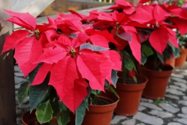 一品紅花什么季節(jié)開花