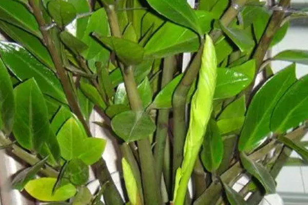 金錢樹春天可以放在室外養(yǎng)嗎