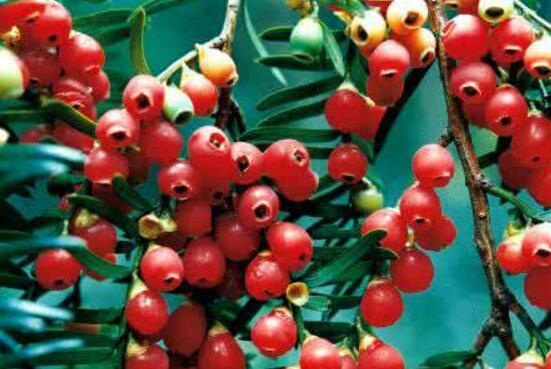 紅豆杉用什么土栽培好，疏松透氣、保水保肥