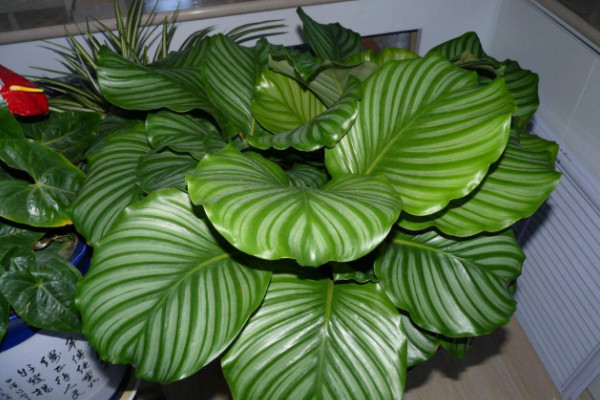 蘋(píng)果竹芋怎樣扦插